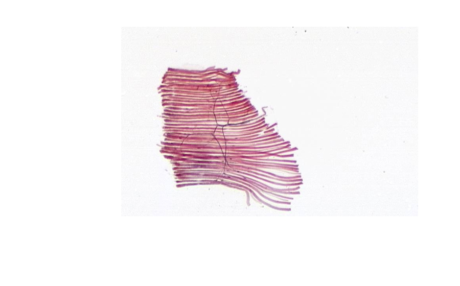 Image 1 - Topic 4