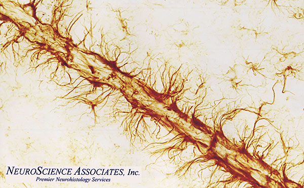 Image 2 - Topic 10