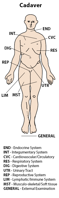 labeled body