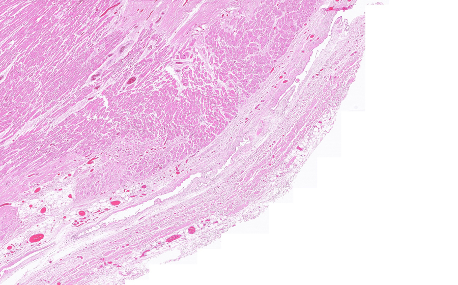 Normal Image 5