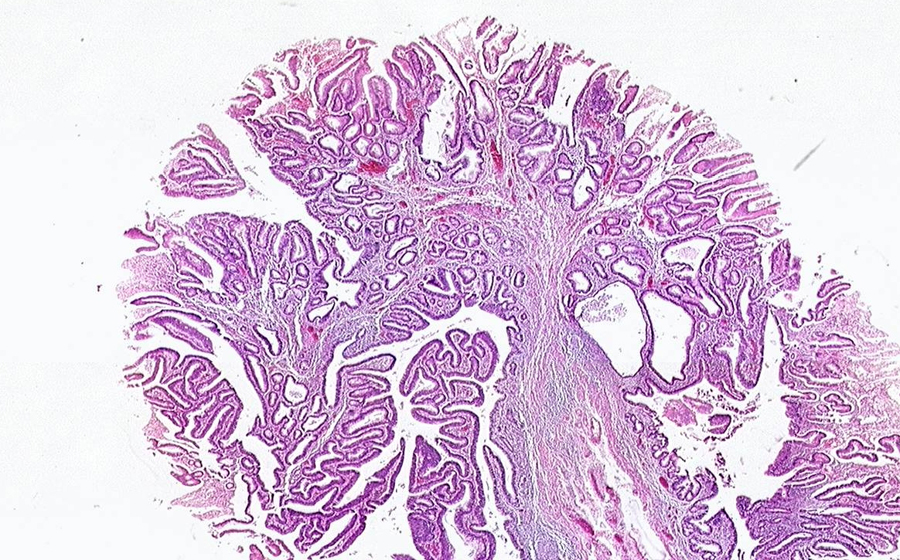 Slide 1 - Image 2