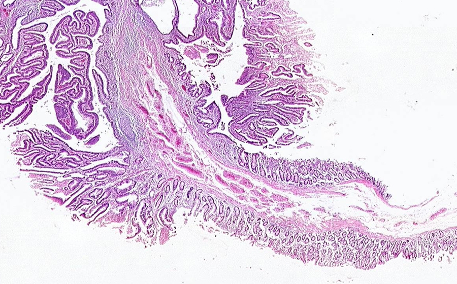 Slide 1 - Image 9