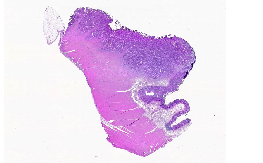 Slide 2 - Image 1
