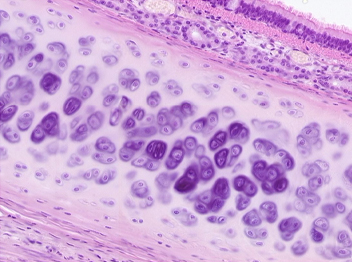 Pathology Lab