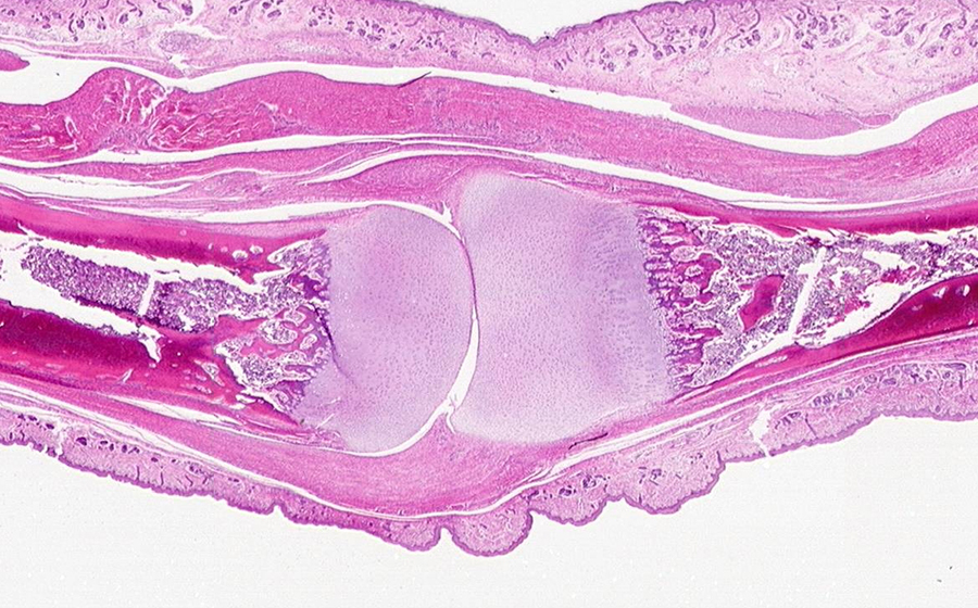 Image 1 - joint