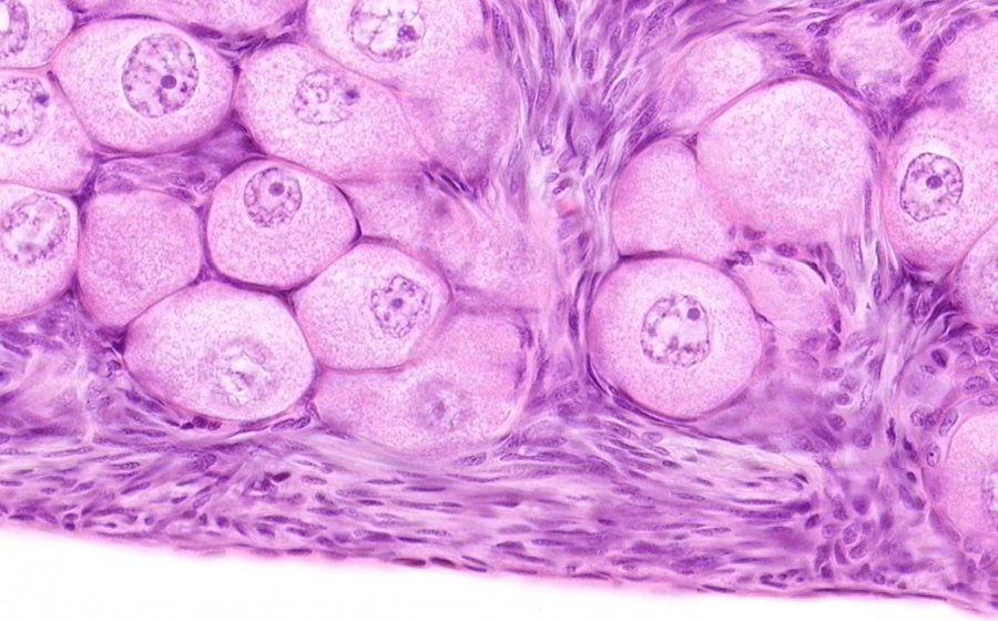 Ovary and Oviduct